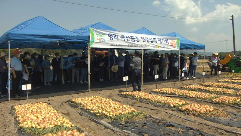 전남농기원,-'양파-국산-품종-현장평가'..로열티-절감